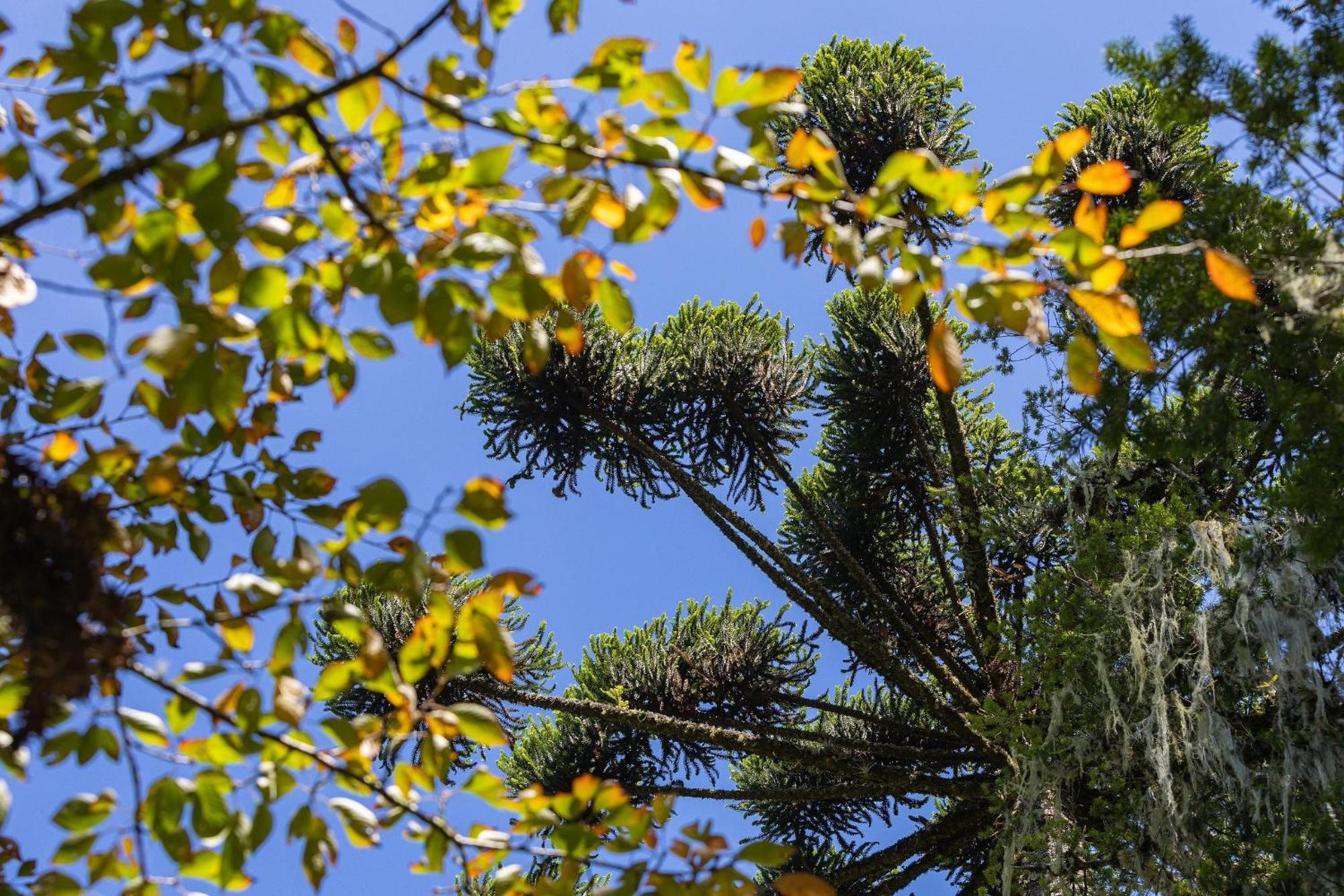 Cabana Suspensa Na Natureza - Regiao Turistica Кампус-ду-Жордау Экстерьер фото